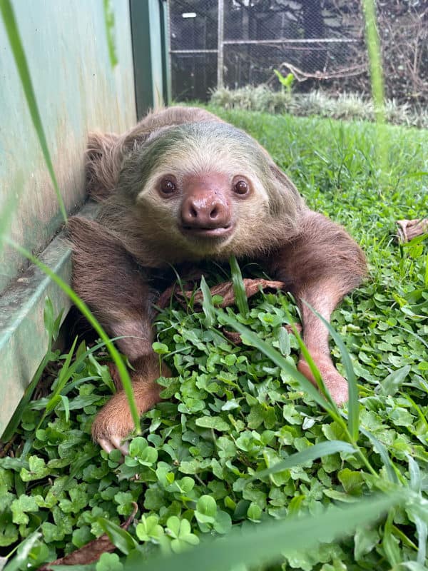 A rescued sloth at Toucan Rescue Ranch in Costa Rica.