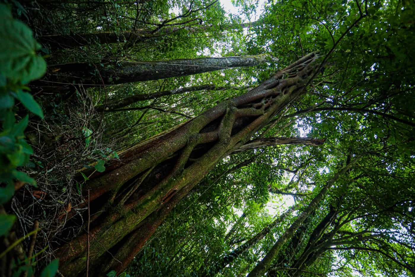 Costa Rica Tree Project