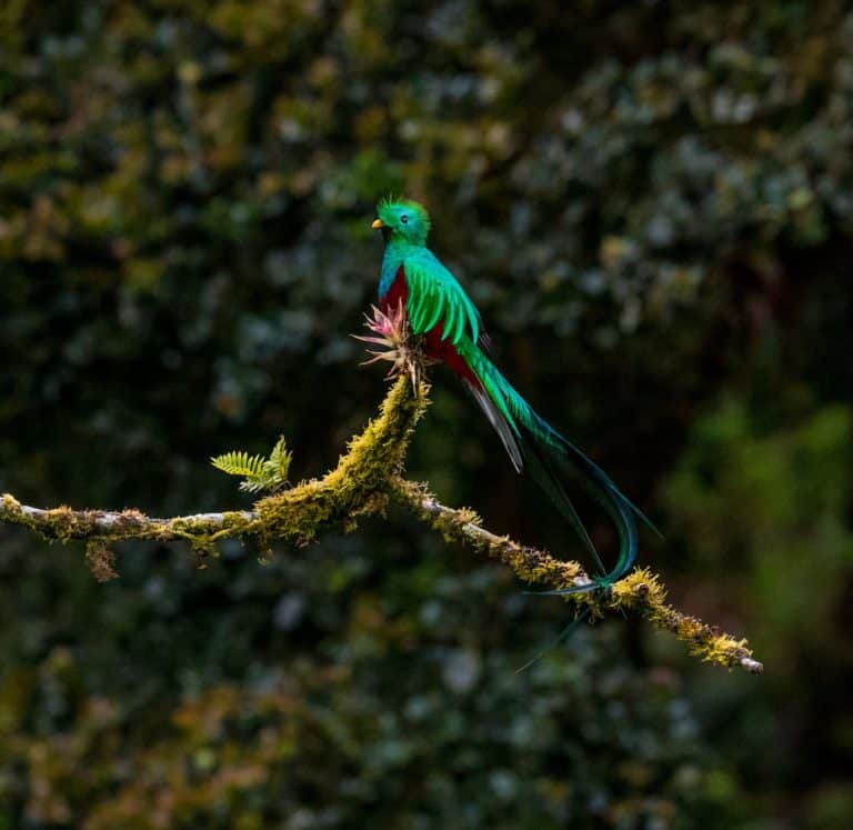 Quetzal Birdwatching in Monteverde Costa Rica
