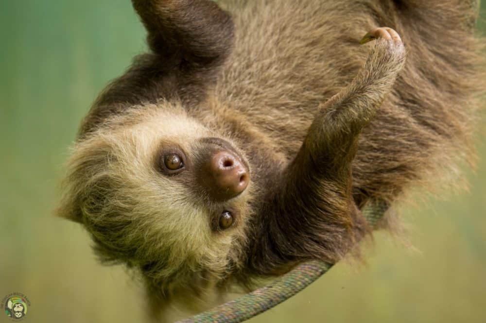 Celebrating International Sloth Day in Costa Rica