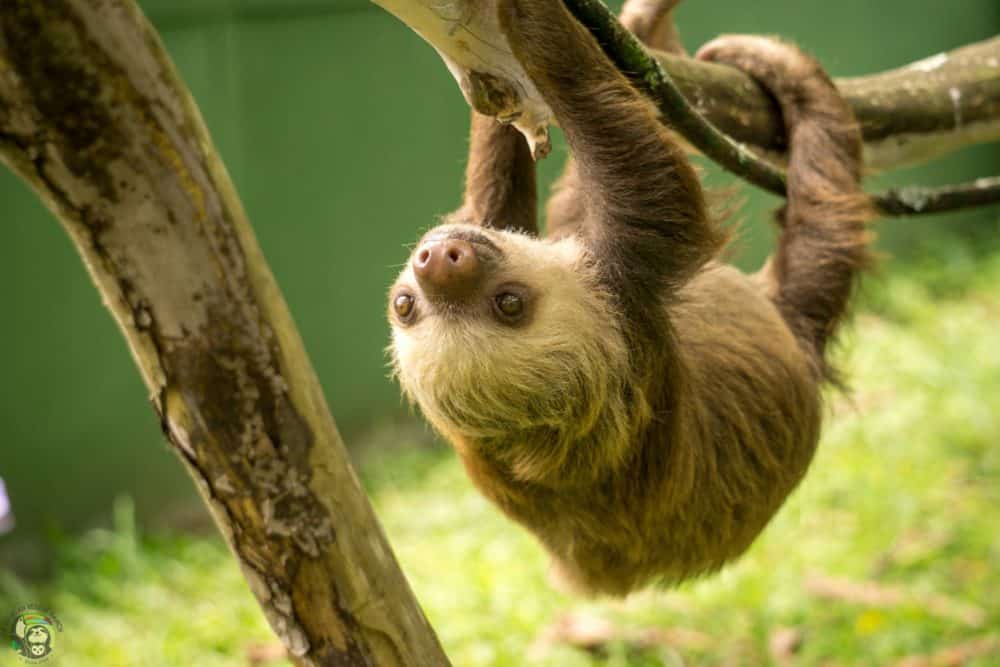 Sloth Day in Costa Rica