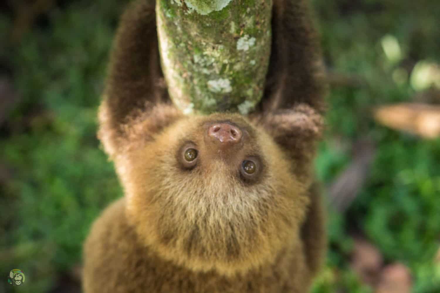 A sloth at Toucan Rescue Ranch in Costa Rica.