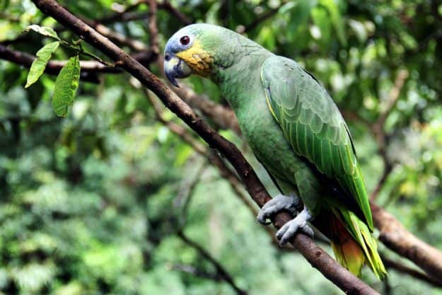 Amazon birds becoming smaller, longer-winged due to climate change