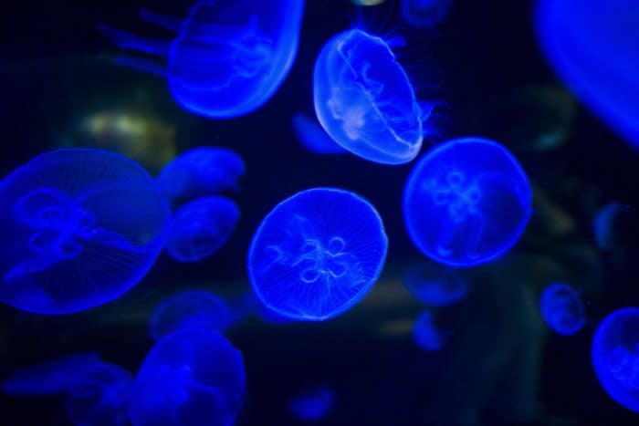 Bioluminescence in Costa Rica