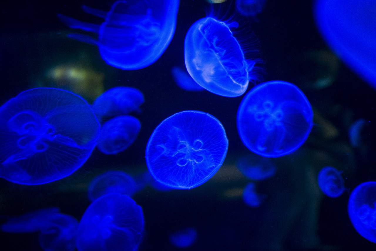 Bioluminescence is most abundant in the open ocean environment where