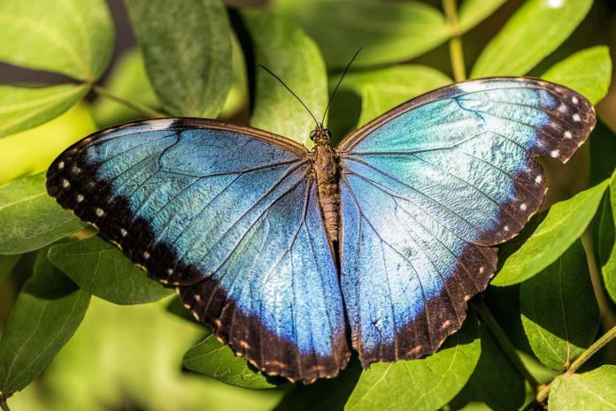 Mariposas en Costa Rica