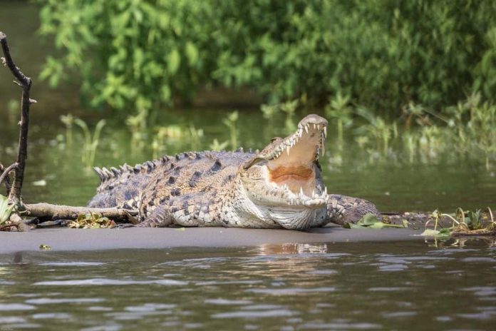 Crocodile Attack Kills Costa Rica Fisherman Crocodile Attack Kills Costa Rica Fisherman