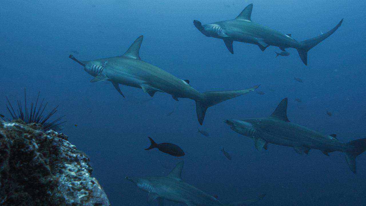 Conservacionistas costarricenses piden protección de tiburones en peligro de extinción: