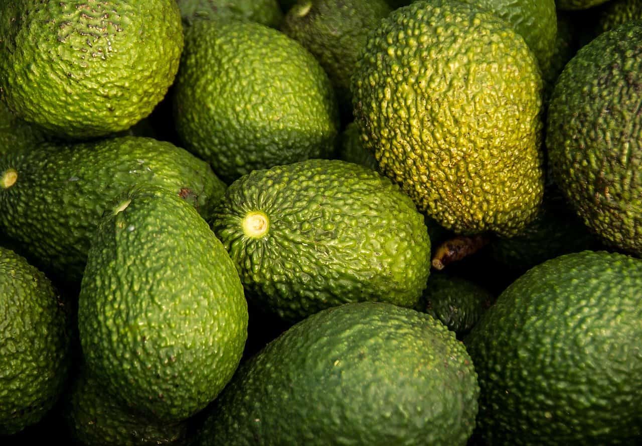 Costa Rica Avocados