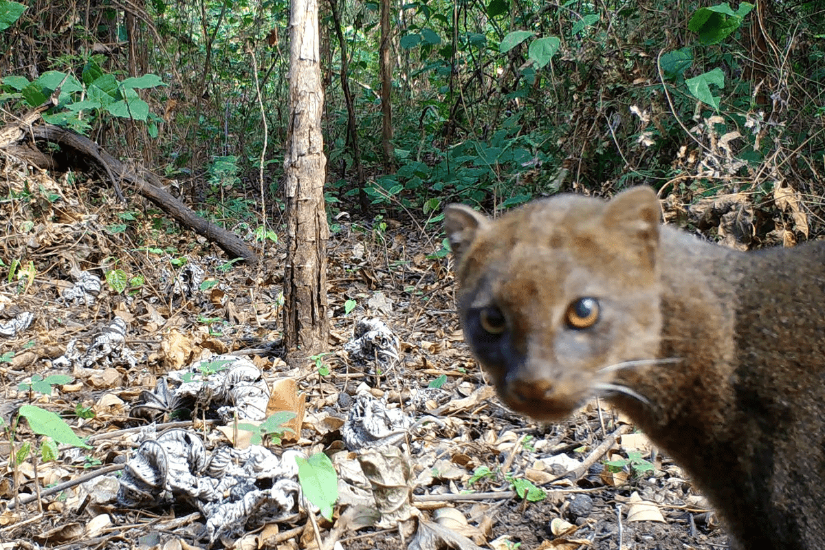 Jaguarundi in Costa Rica
