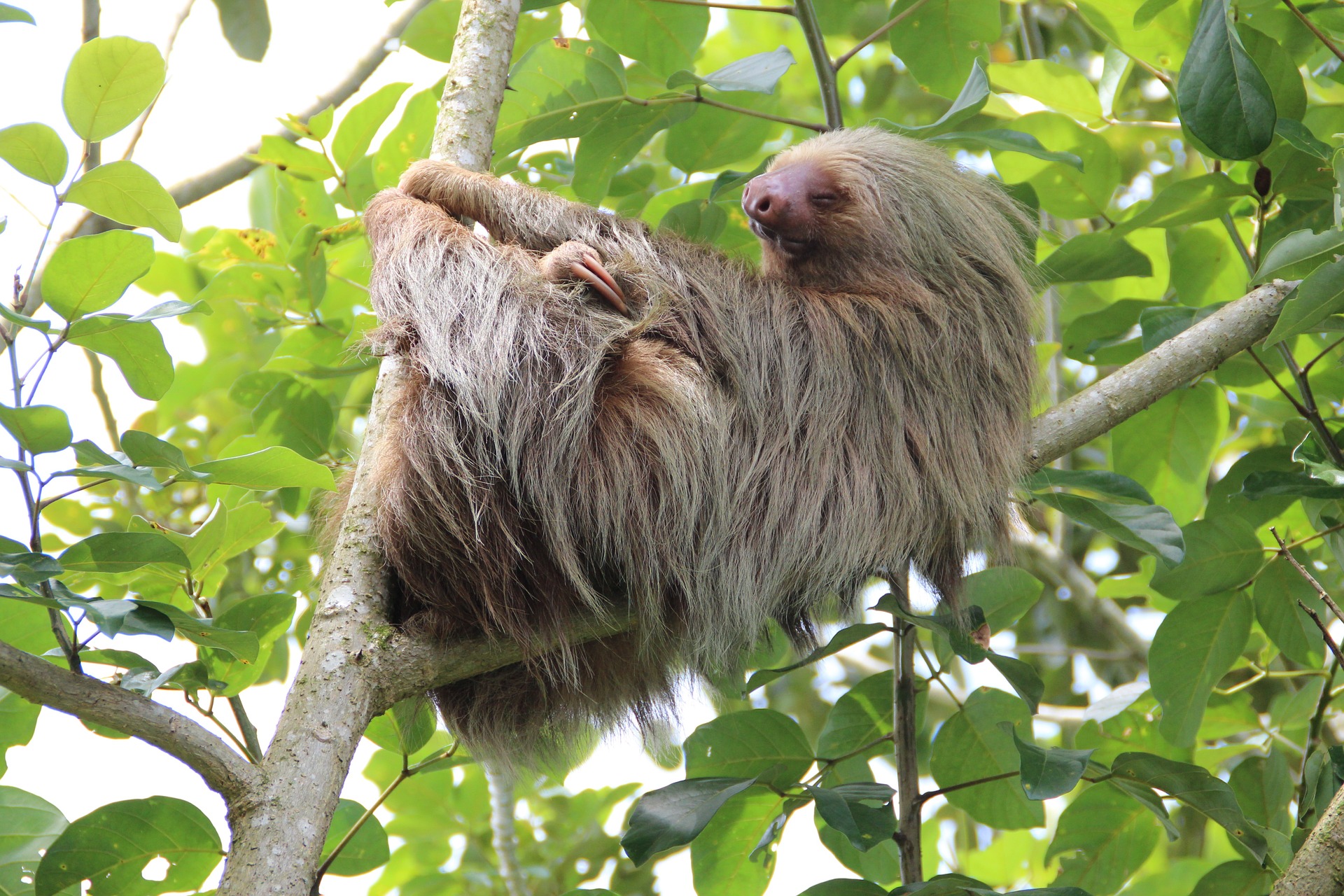 Sloth Fur in Costa Rica could help humans