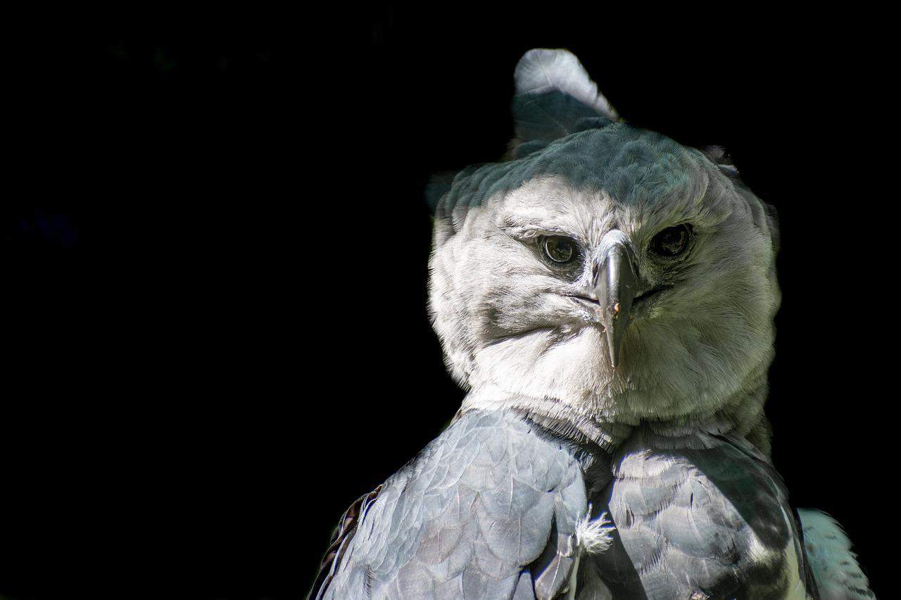 Harpy Eagle Siting Costa Rica
