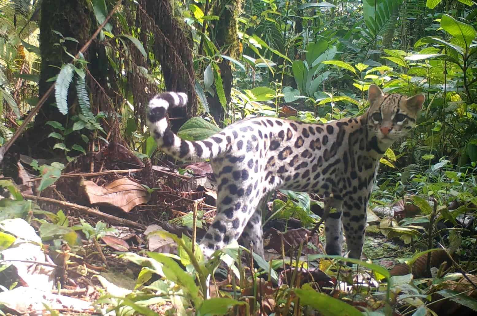 Costa Rica Wildlife - Ocelot