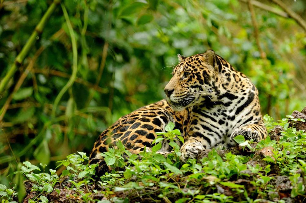 New Jaguar Sighting in Costa Rica’s Corcovado National Park