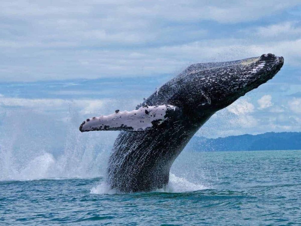 Rare Footage Shows Humpback Whale Calf Nursing In Colombia