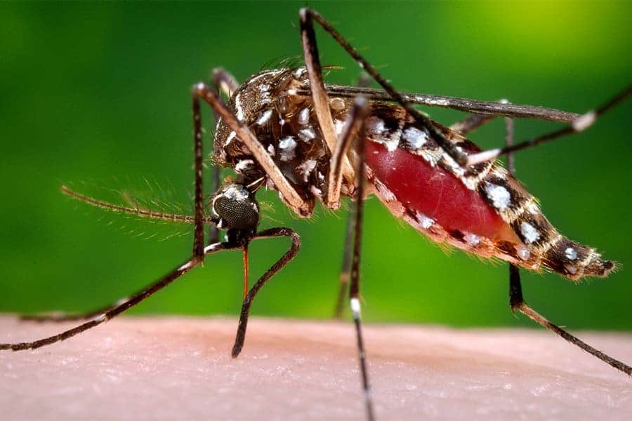 Malaria Outbreak in Costa Rica