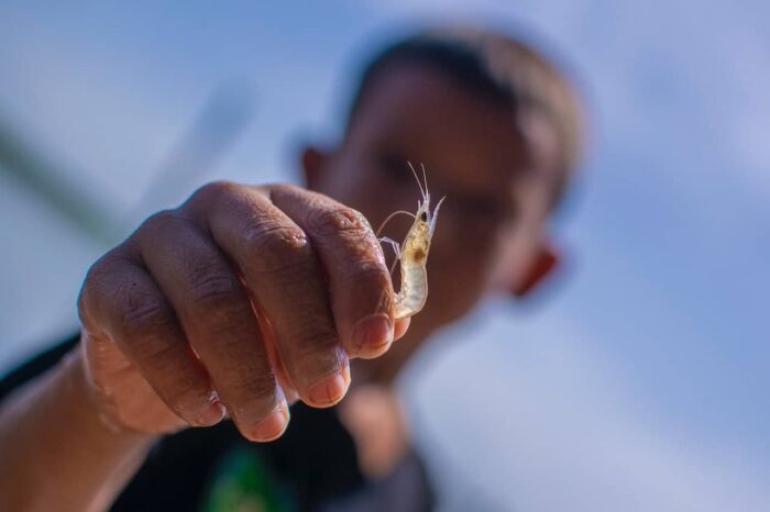 Shrimp in Costa Rica