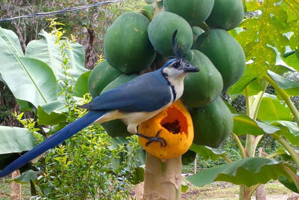 Costa Rica white-throated magpie-jay