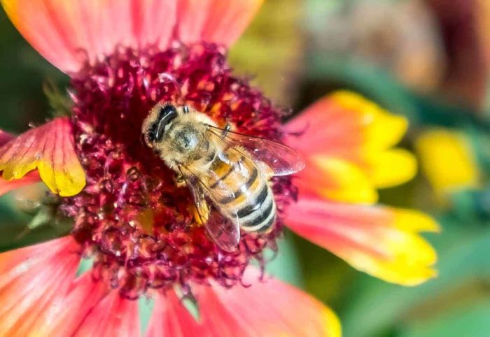 Costa Rican Bee W Costa Rica Reserva Conchal launches natural holistic experience with ...
