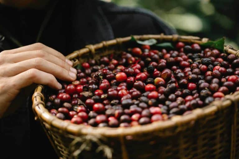 Nicaragua’s Coffee Crisis Worsens Extreme Poverty