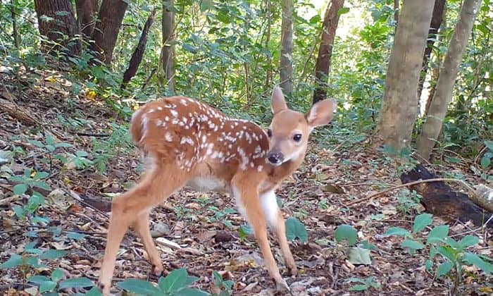 Deer in Costa Rica