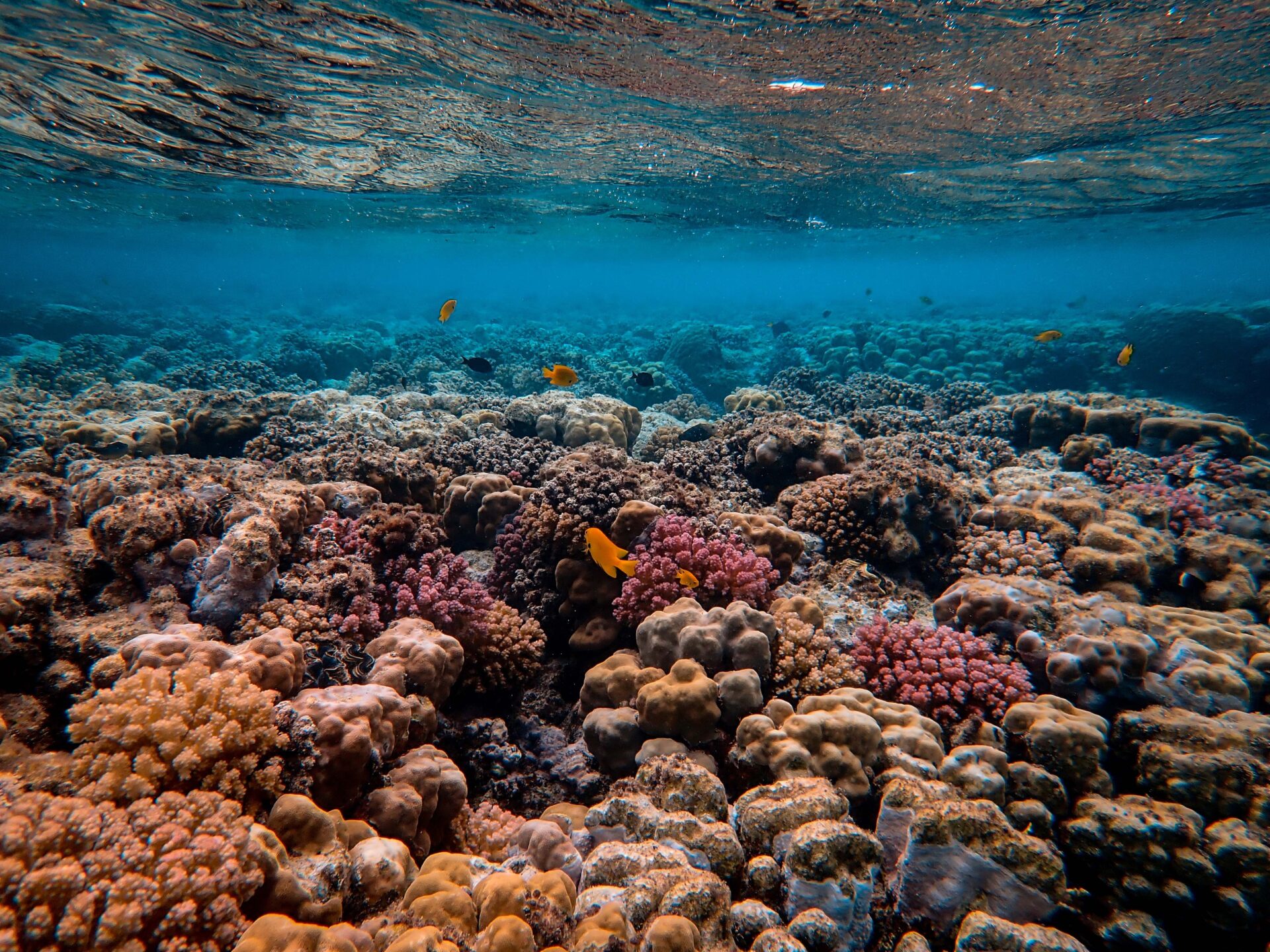 More Than 900 Coral Reefs Restored In Costa Rica In 2022