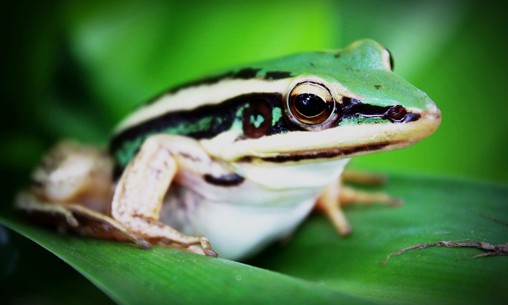 Costa Rica Frogs