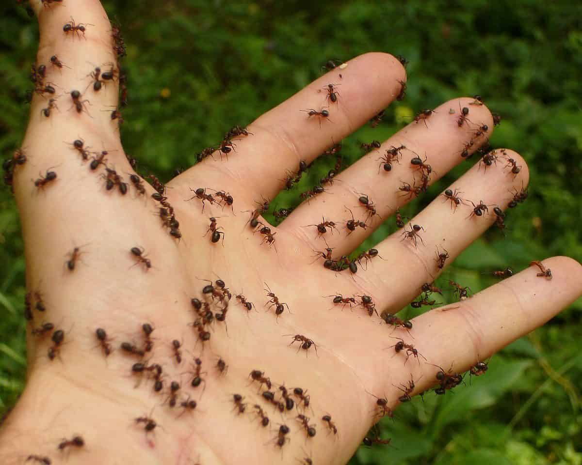 Ants in Costa Rica