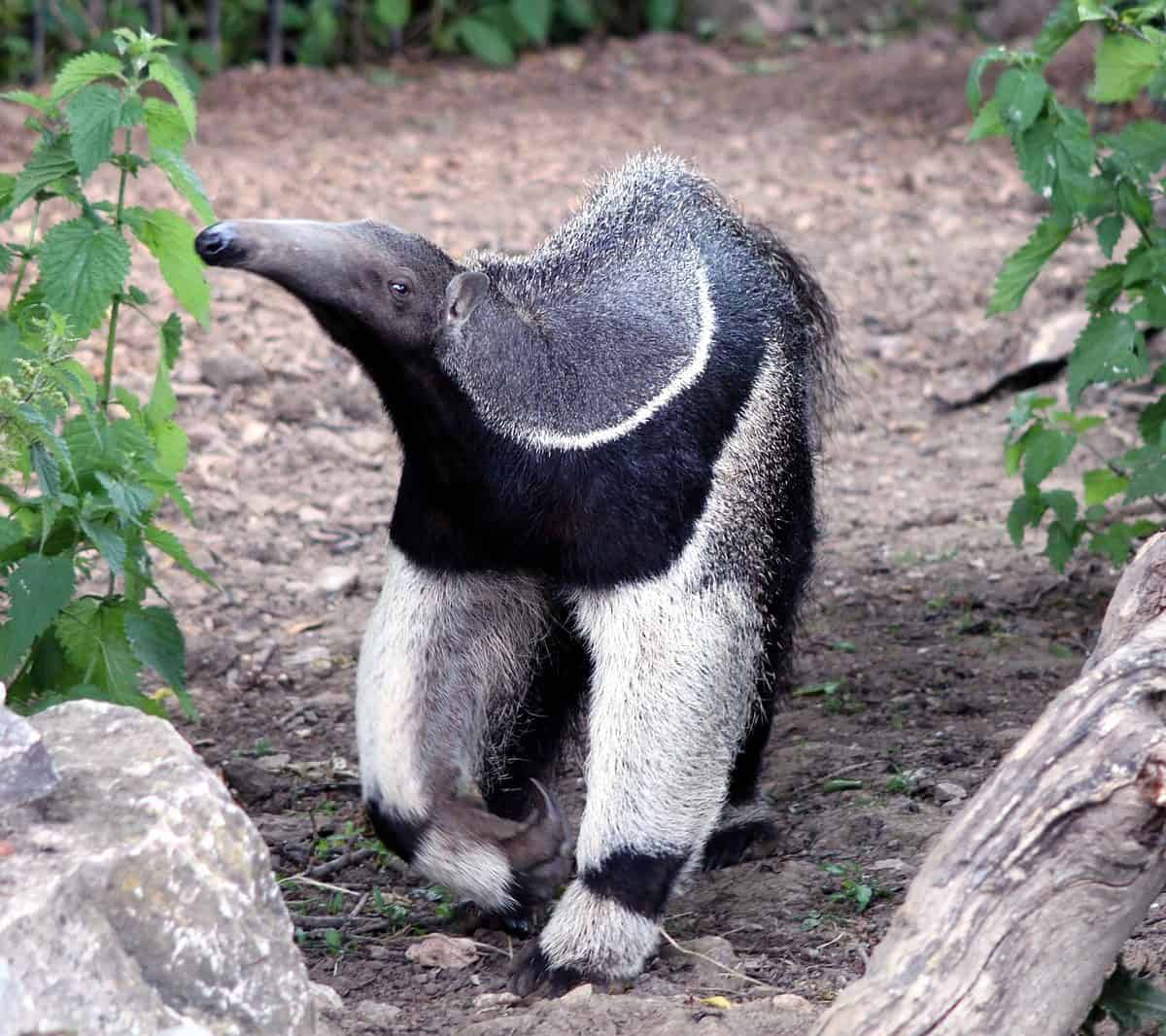 Costa Rica Wildlife - Help Me Find the Giant Anteater :