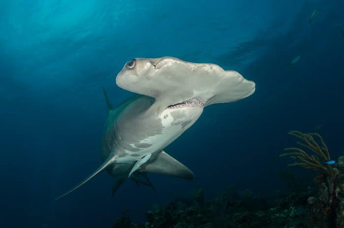 Costa Rica Hammerhead Shark