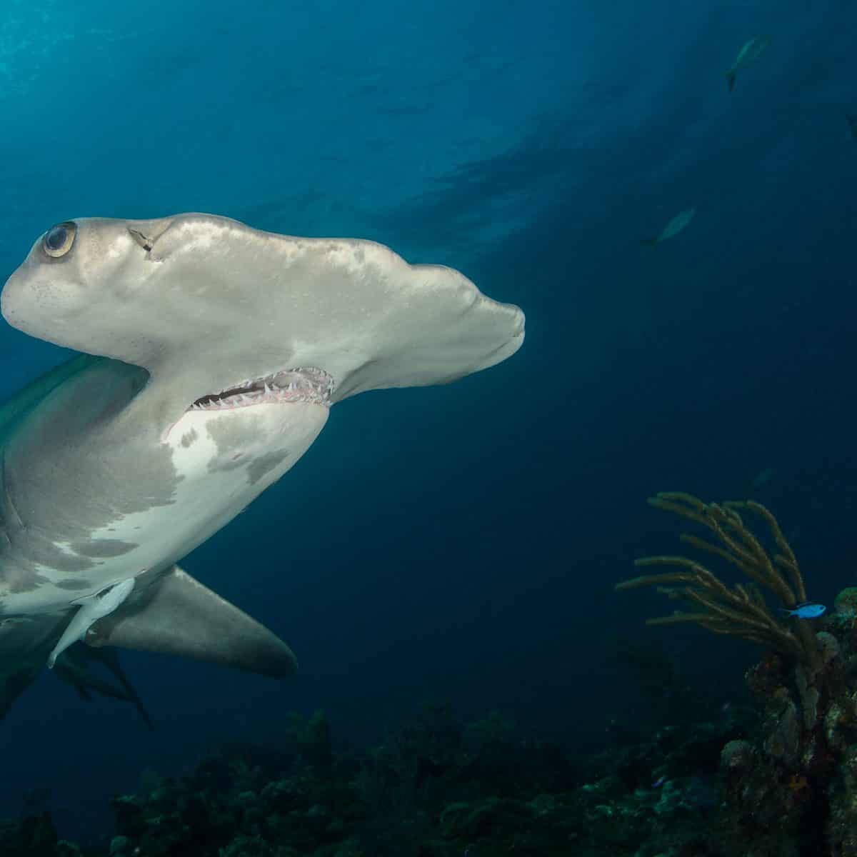 Costa Rica Bans Hammerhead Shark Fishing