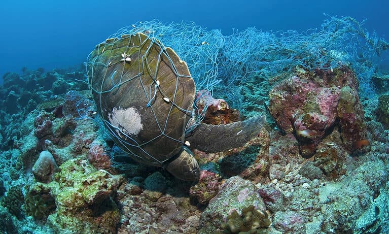 Costa Rica Ghost Net Cleanup Saves Marine Life in Puntarenas