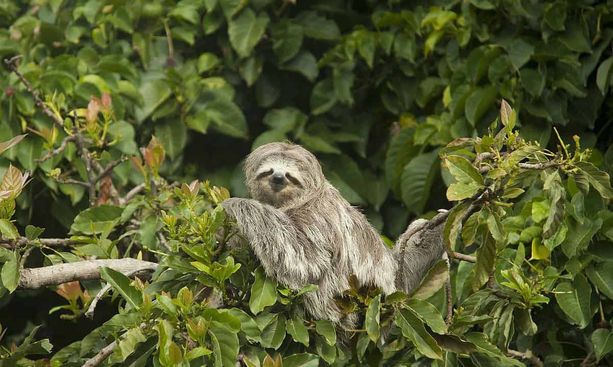 Sloths in Costa Rica