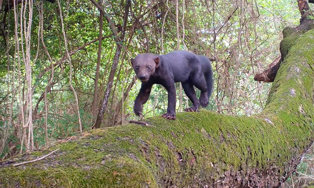 Costa Rica Wildlife -Tayra
