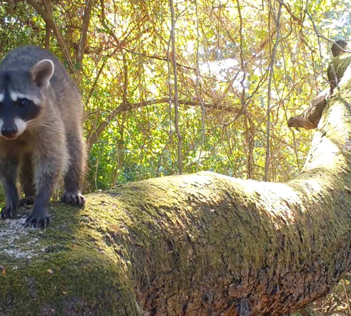 Costa Rica Wildlife - Racoon