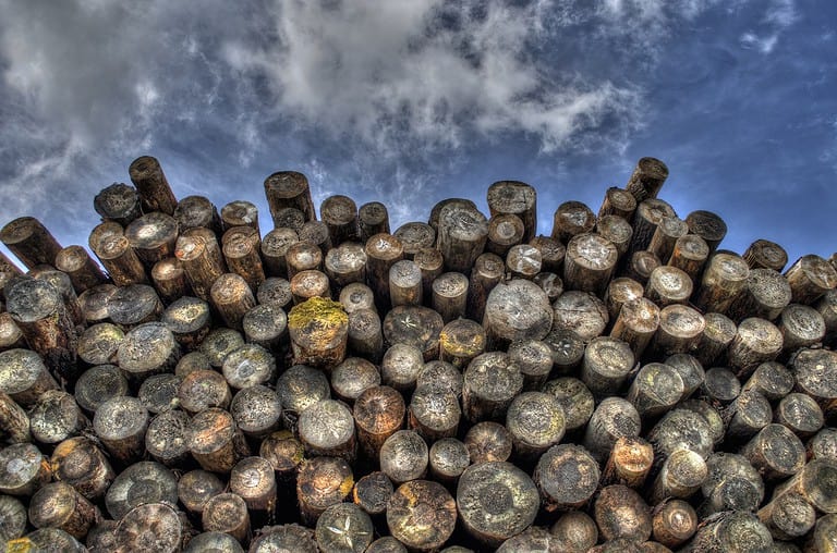 Illegal Logging in Costa Rica