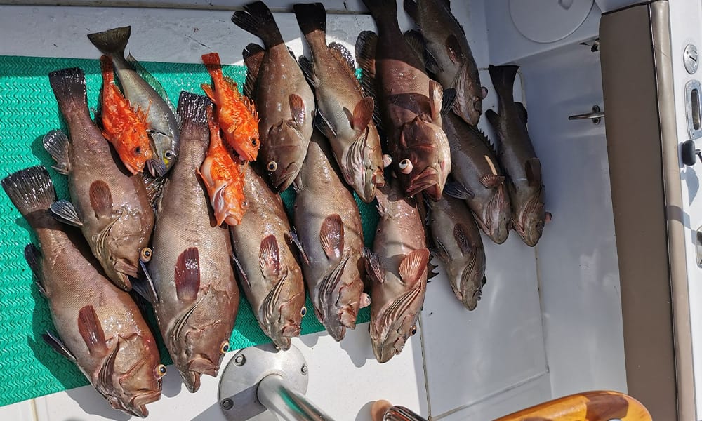 Grouper fishing Costa Rica