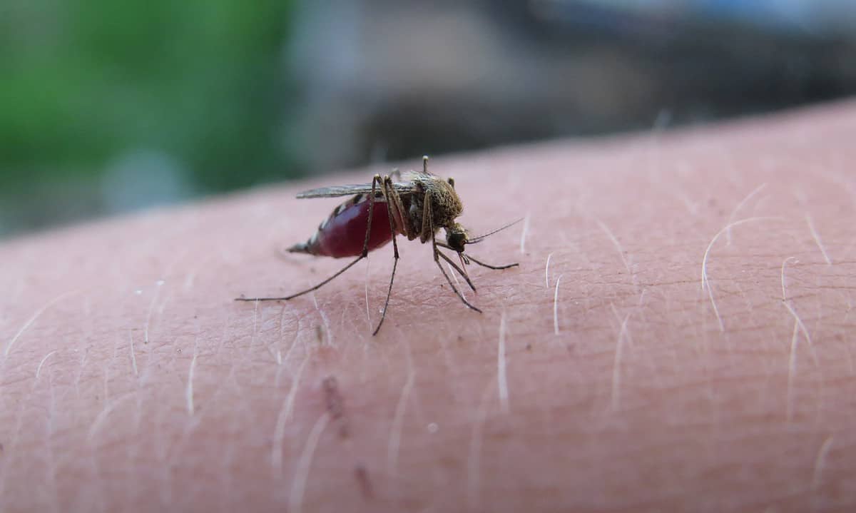 Malaria outbreak in Costa Rica