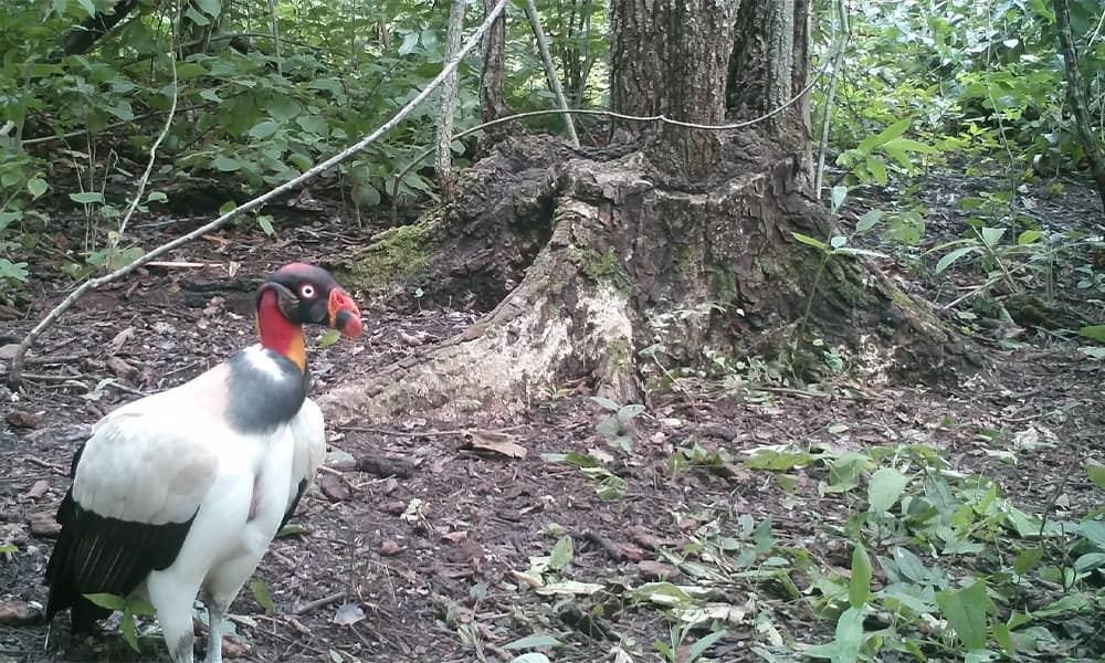 King Vulture in Costa Rica
