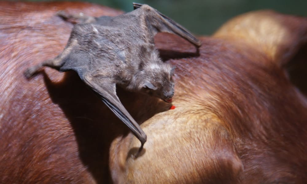 Vampire Bats in Costa Rica