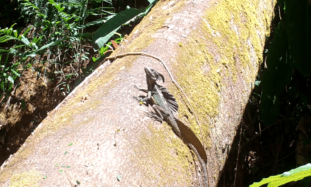 Costa Rica Wildlife - Common Basilisk