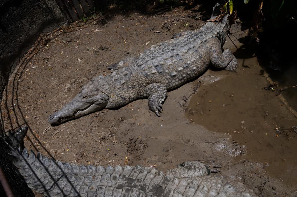 Orinoco Crocodiles Release