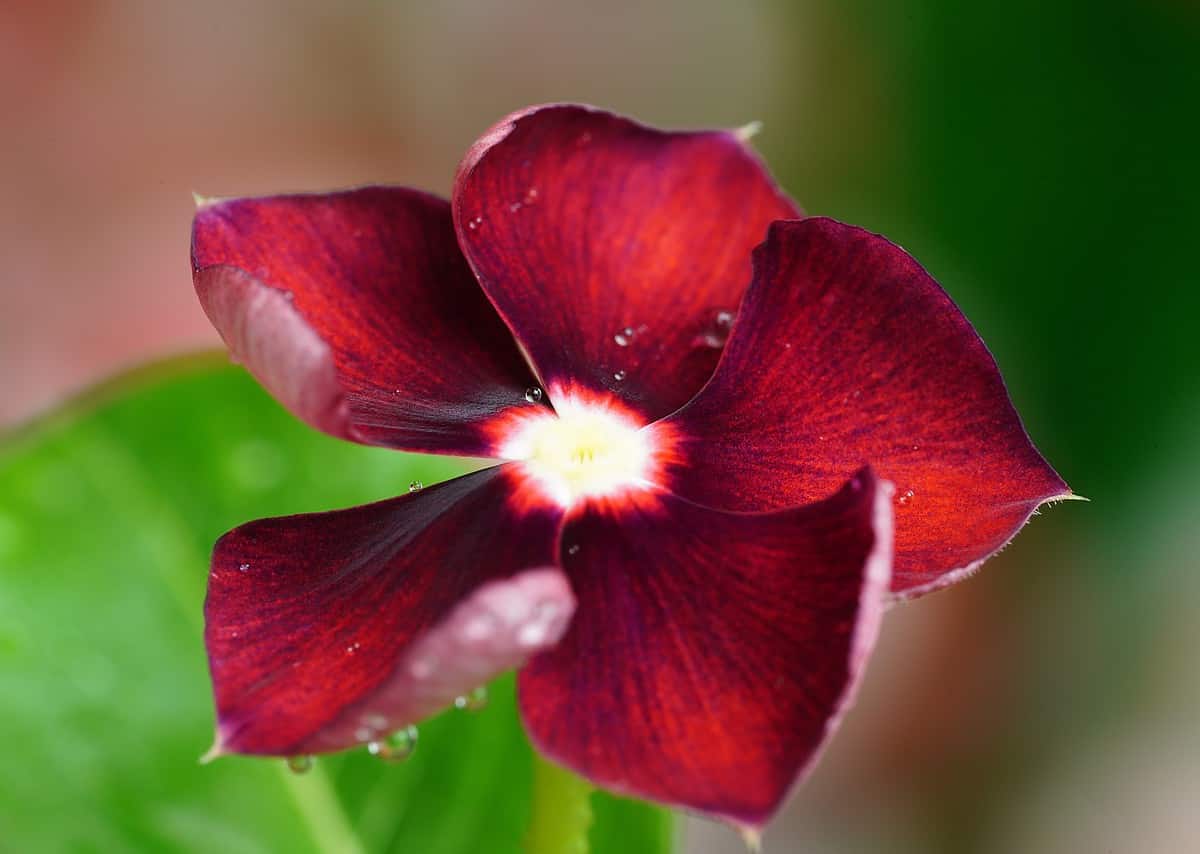 Rose Periwinkle Flower