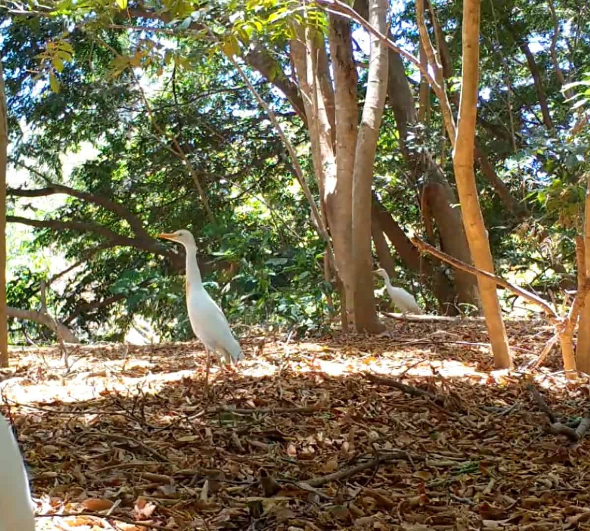 Costa Rica Wildlife - Egrets
