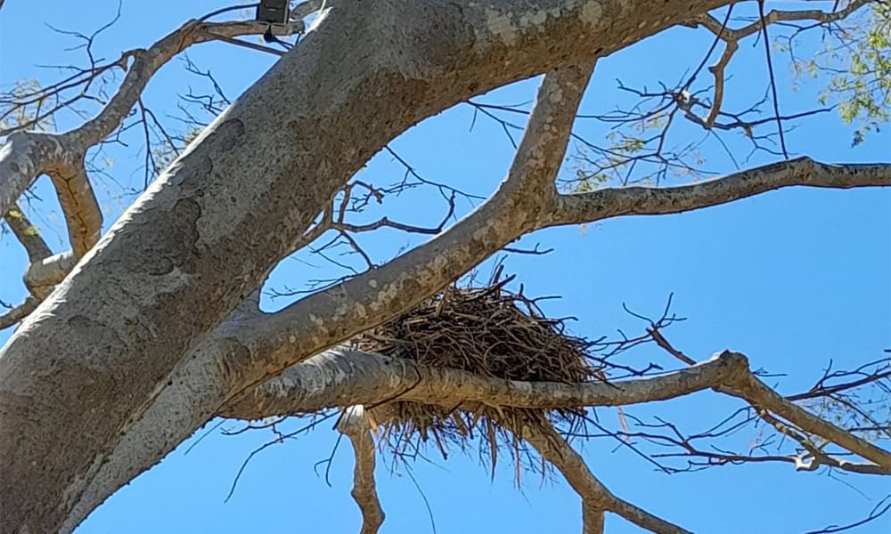 Costa Rica Wildlife Jaibaru Nest