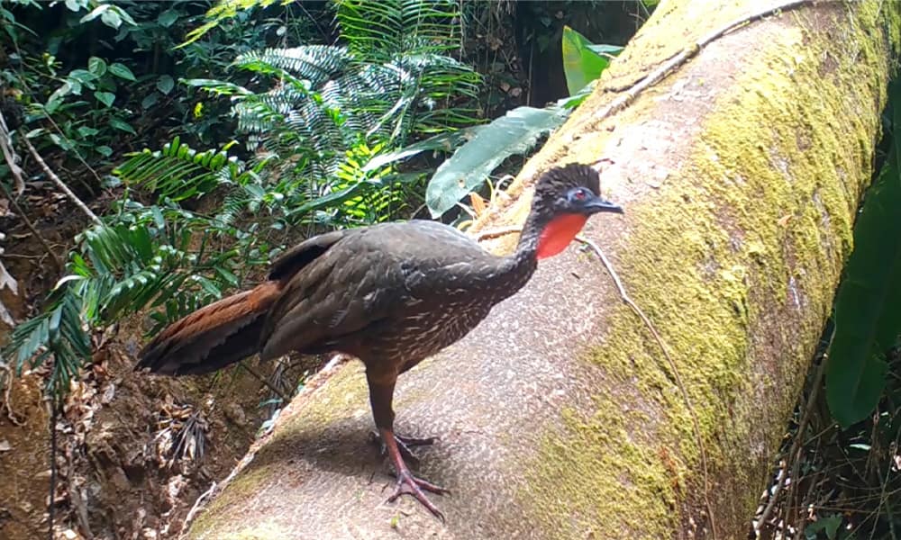 Costa Rica Wildlife - Crested Guan