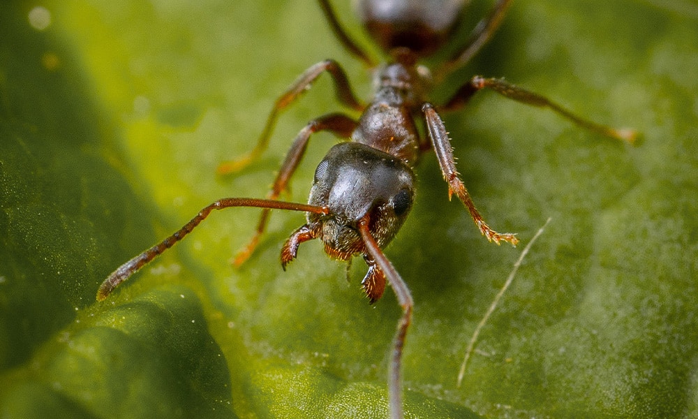 Bullet Ants in Costa Rica