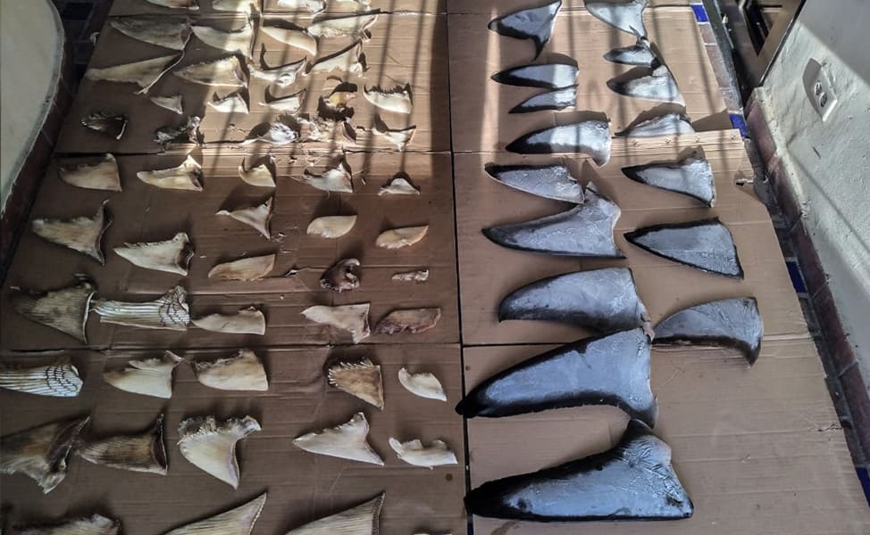 Panama Shark Fins