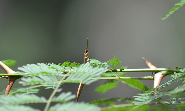 Costa Rica Wildlife: Meet the Ant Acacia Tree (and its Ants)