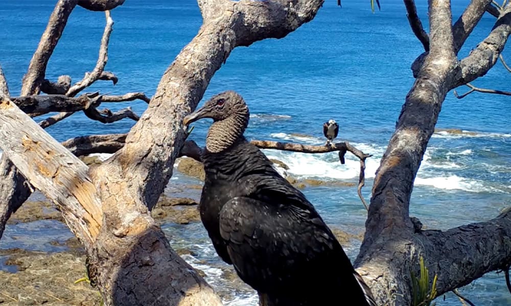 Costa Rica Wildlife Black Vulture
